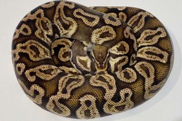 Ball Pythons kaufen und verkaufen Photo: 0.1 Pastel Ghi Breeder abzugeben