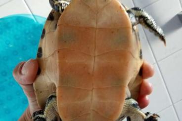 Tortoises kaufen und verkaufen Photo: Verkaufen unsere 2 tollen Schildkröten