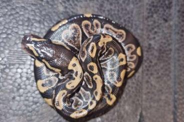 Ball Pythons kaufen und verkaufen Photo: Junge königspython zur Abgabe erst wenn se 5 mol alleine gefressen hab