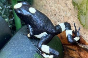 Poison dart frogs kaufen und verkaufen Photo: Oophaga histrionica bullseye schwarz/weiß
