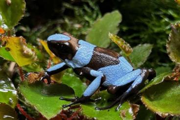 Poison dart frogs kaufen und verkaufen Photo: 0ophaga histrionica blue tesorosline  Mann/male