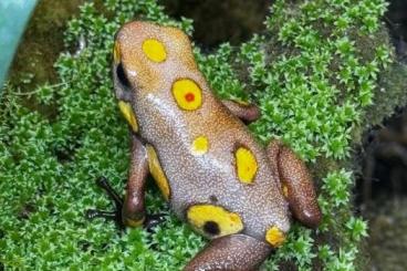 Poison dart frogs kaufen und verkaufen Photo: Oophaga histrionica Tado Weibchen dringen gesucht. Poison dart frogs kaufen und verkaufen Photo: Oophaga histrionica Tado Weibchen dringen gesucht.