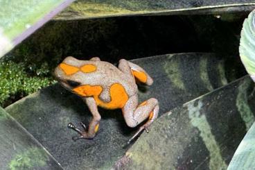 Poison dart frogs kaufen und verkaufen Photo: Diverse Oophaga Nachzuchten abzugeben. Poison dart frogs kaufen und verkaufen Photo: Diverse Oophaga Nachzuchten abzugeben.