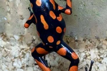 Pfeilgiftfrösche kaufen und verkaufen Foto: Diverse Oophaga Nachzuchten abzugeben. Pfeilgiftfrösche kaufen und verkaufen Foto: Diverse Oophaga Nachzuchten abzugeben.