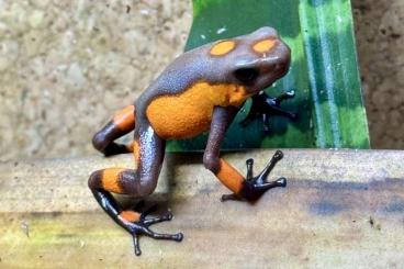 Pfeilgiftfrösche kaufen und verkaufen Photo: Oophaga histrionica Quibdo und einige andere Oophaga Pfeilgiftfrösche kaufen und verkaufen Photo: Oophaga histrionica Quibdo und einige andere Oophaga