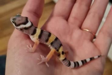 Geckos kaufen und verkaufen Foto: Süßer Kleiner Gecko sucht ein neues Zuhause 