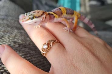 Geckos kaufen und verkaufen Foto: 2 Baby Geckos aus Privater Zucht