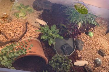 Schildkröten  kaufen und verkaufen Foto: 3 Schildkröten + Terrarium und Lampen 