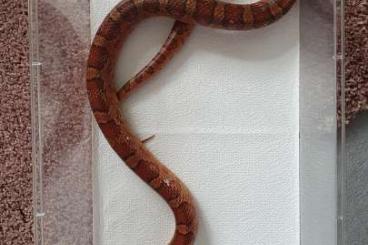 Snakes kaufen und verkaufen Photo: Kornnattern 2x männlich 1x weiblich