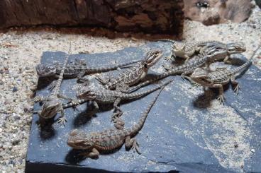 Bearded dragons kaufen und verkaufen Photo: Schöne junge Bartagamen aus privater Hobbyzucht