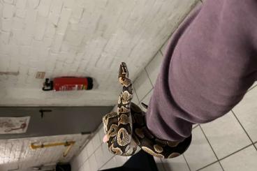 Königspythons kaufen und verkaufen Foto: 100% het. Albino DNZ 2020 male Königspythons kaufen und verkaufen Foto: 100% het. Albino DNZ 2020 male