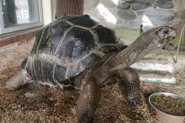 Schildkröten  kaufen und verkaufen Foto: Aldabra- Riesenschildkröte 1.0
