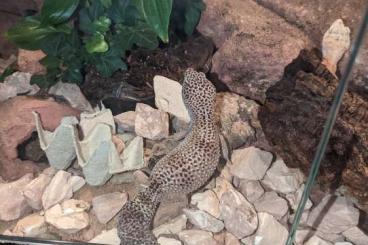 Geckos kaufen und verkaufen Foto: Leopardgecko Zuchtgruppe mit Terrarium zu verkaufen