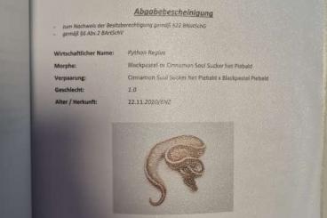 Königspythons kaufen und verkaufen Foto: Verkaufe Königspython Cinnamon Soul Sucker