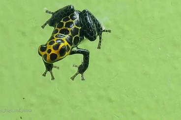 Poison dart frogs kaufen und verkaufen Photo: Ranitomeya Imitator Tarapoto