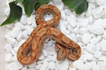 Boas kaufen und verkaufen Photo: 0.1 poss. Super Hypo Sonora Blood