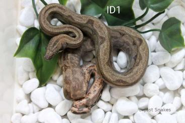 Boas kaufen und verkaufen Photo: Motley Sonora 100% Het erythristic