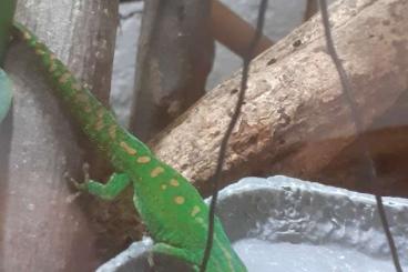 Geckos kaufen und verkaufen Foto: Mauritius Taggecko 1 Jahr alt