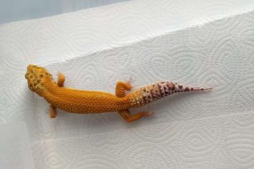Geckos kaufen und verkaufen Foto: Leopardgecko Männchen ca 2,5 Jahre alt