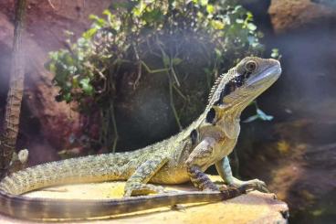 Andere Agamen kaufen und verkaufen Foto: Biete 2,1 Australische Wasseragame