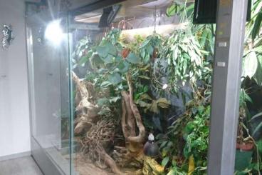 other lizards kaufen und verkaufen Photo: Verkaufe 1.1 Heloderma suspectum mit Terrarium other lizards kaufen und verkaufen Photo: Verkaufe 1.1 Heloderma suspectum mit Terrarium