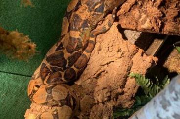 Boas kaufen und verkaufen Foto: 1.1Boa c.Imperator  0.1 B.c.c mix