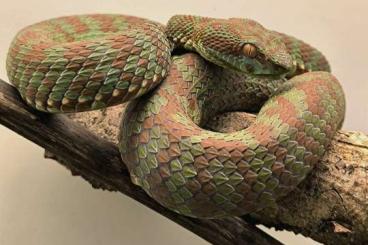 Venomous snakes kaufen und verkaufen Photo: 0.1 Trimersurus venustus Venomous snakes kaufen und verkaufen Photo: 0.1 Trimersurus venustus