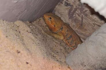 Bearded dragons kaufen und verkaufen Photo: Bartagamen mit Komplettem Zubehör 