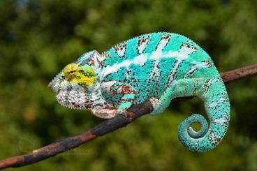 Chamäleons kaufen und verkaufen Foto: Suche Pantherchamäleon / Furcifer pardalis Chamäleons kaufen und verkaufen Foto: Suche Pantherchamäleon / Furcifer pardalis