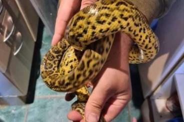 Schlangen kaufen und verkaufen Foto: Anaconda gelb abzugeben m/w