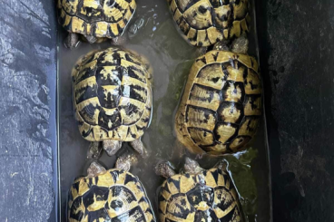 Tortoises kaufen und verkaufen Photo: TESTUDO HERMANNI BOETTGERI Tortoises kaufen und verkaufen Photo: TESTUDO HERMANNI BOETTGERI