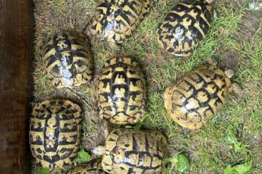 Landschildkröten kaufen und verkaufen Foto: TESTUDO HERMANNI BOETTGERI Landschildkröten kaufen und verkaufen Foto: TESTUDO HERMANNI BOETTGERI