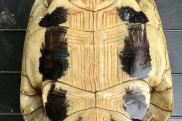 Landschildkröten kaufen und verkaufen Foto: XXL THB - Hercegovinensis Landschildkröten kaufen und verkaufen Foto: XXL THB - Hercegovinensis