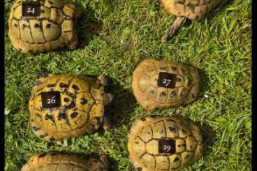 Landschildkröten kaufen und verkaufen Foto: YELLOW Testudo Hermanni Boettgeri Landschildkröten kaufen und verkaufen Foto: YELLOW Testudo Hermanni Boettgeri