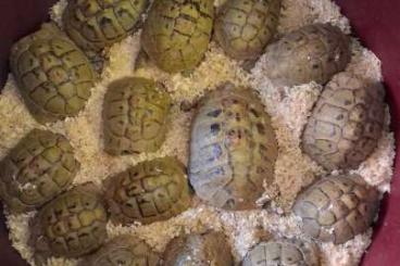 Tortoises kaufen und verkaufen Photo: HI YELLOW TESTUDO HERMANNI BOETTGERI Tortoises kaufen und verkaufen Photo: HI YELLOW TESTUDO HERMANNI BOETTGERI
