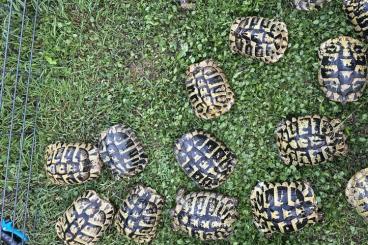 Tortoises kaufen und verkaufen Photo: Testudo hermanni boettgeri Tortoises kaufen und verkaufen Photo: Testudo hermanni boettgeri