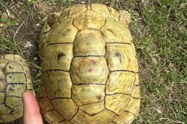 Tortoises kaufen und verkaufen Photo: TH Boettgeri High Yellow females