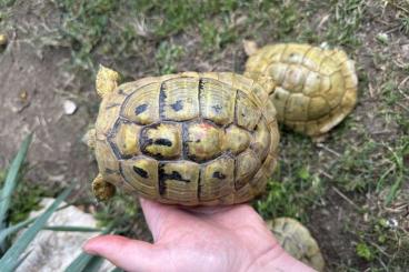 Tortoises kaufen und verkaufen Photo: HI YELLOW TESTUDO HERMANNI females Tortoises kaufen und verkaufen Photo: HI YELLOW TESTUDO HERMANNI females
