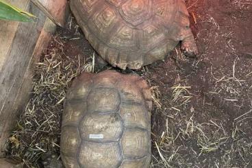 Landschildkröten kaufen und verkaufen Foto: Centrochelys Sulcata pair 1.1