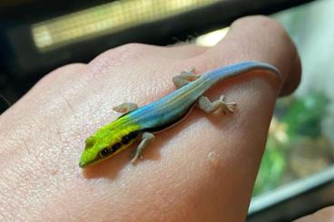 Geckos kaufen und verkaufen Photo: 0.0.1 phelsuma klemmeri 07/21