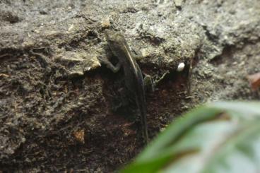 andere Echsen kaufen und verkaufen Foto: 0.3 Anolis sagrei Nachzucht