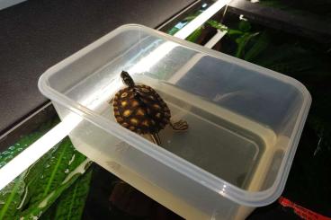 Sumpfschildkröten kaufen und verkaufen Foto: Graptemys flavimaculata Männchen