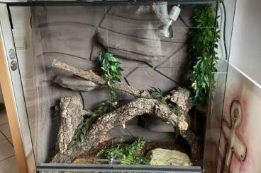 Snakes kaufen und verkaufen Photo: Panorama Terrarium inklusive 2 Kornnattern