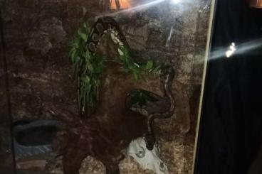 Königspythons kaufen und verkaufen Foto: Königspython 4jahre mit Terrarium zu verkaufen