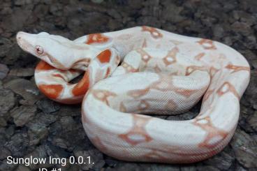 Boas kaufen und verkaufen Foto: Boas Nz 2021 Sunglow Img, Albino Img, Albino Img het Snow