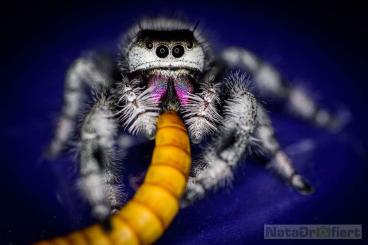 Spiders and Scorpions kaufen und verkaufen Photo: Phidippus Regius NordFlorida FH2-3