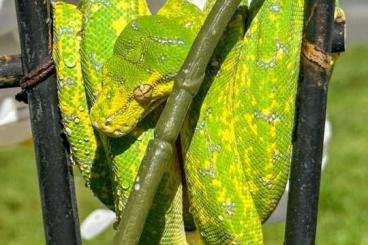 Snakes kaufen und verkaufen Photo: Baumpython Morelia Viridis