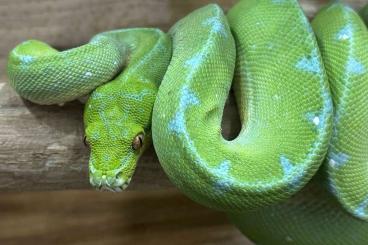 Schlangen kaufen und verkaufen Foto: Baumpython Morelia azurea utaraensis
