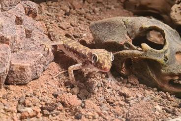 Geckos kaufen und verkaufen Foto: 1.0 Stenodactylus petrii 