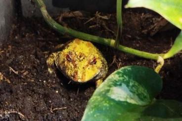 Frösche kaufen und verkaufen Foto: Albino Pacman unbestimmt Frösche kaufen und verkaufen Foto: Albino Pacman unbestimmt